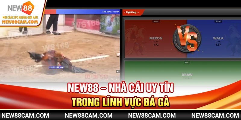 Đá Gà New88: Xem Trực Tiếp Trận Đấu & Đặt Cược An Toàn 1 NEW88 – Nhà Cái Uy Tín Trong Lĩnh Vực Đá Gà
